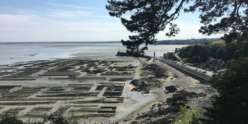 Parcs à huîtres à Cancale